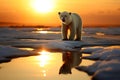 Polar bear on ice floe. Melting iceberg and global warming. Climate change. Royalty Free Stock Photo