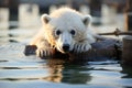 Polar bear on ice floe. Melting iceberg and global warming. Climate change. Royalty Free Stock Photo