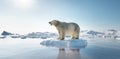 Polar bear on ice floe. Melting iceberg and global warming