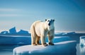 A polar bear on an ice floe in the middle of the ocean. A melting iceberg and global warming. Climate change Royalty Free Stock Photo