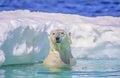 Polar bear in ice floe, photo art Royalty Free Stock Photo