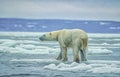 Polar bear on ice floe,photo art Royalty Free Stock Photo