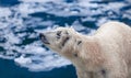 Polar bear on an ice floe, portrait of a polar bear