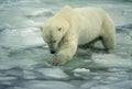 Polar bear in ice floe on shore of Hudson\'s Bay Royalty Free Stock Photo