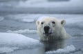 Polar bear in ice floe Royalty Free Stock Photo