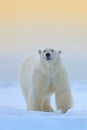 Polar bear on the ice and snow in Svalbard, dangerous looking beast from Arctic nature. Wildlife scene from nature