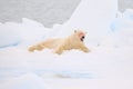 Polar bear on the ice. Surfacing dangerous polar bear in ice with seal carcass. Wildlife action scene from Arctic nature. Bloody