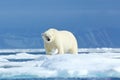Polar bear on the ice. Two bears love on drifting ice with snow, white animals in nature habitat, Svalbard, Norway. Animals