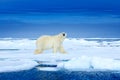 Polar bear on the ice. Two bears love on drifting ice with snow, white animals in nature habitat, Svalbard, Norway. Animals Royalty Free Stock Photo