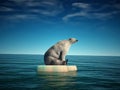Polar bear on iceberg Royalty Free Stock Photo