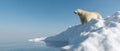Polar bear on iceberg. Melting ice and global warming Royalty Free Stock Photo