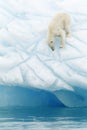 Polar bear on iceberg Royalty Free Stock Photo