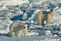 Polar Bear, IJsbeer, Ursus maritimus Royalty Free Stock Photo