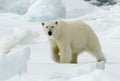 Polar Bear, IJsbeer, Ursus maritimus Royalty Free Stock Photo