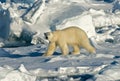 Polar Bear, IJsbeer, Ursus maritimus Royalty Free Stock Photo