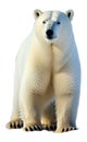 Polar bear illustration Artificial Intelligence artwork