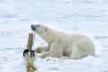 Polar Bear inspecting a pole, Svalbard Archipelago, Norway