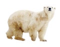 Polar bear. Isolated over white Royalty Free Stock Photo