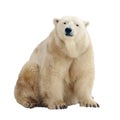 Polar bear. Isolated over white Royalty Free Stock Photo