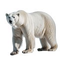 A Polar Bear isolated on white background with png file (with transparent background) attached