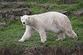 Polar bear with its tongue out Royalty Free Stock Photo