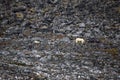 Polar bear and its young dangerously traversing a high rock cliff in Svalbard, Norway Royalty Free Stock Photo