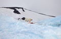 Polar bear and ivory gull