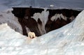 Polar bear and ivory gull Royalty Free Stock Photo