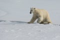 Polar Bear jumping across a crack in the ice in the pack ice north of Spitsbergen Royalty Free Stock Photo