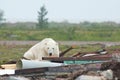 Polar Bear and Junk 1 Royalty Free Stock Photo