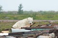 Polar Bear and Junk 2 Royalty Free Stock Photo