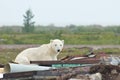 Polar Bear and Junk 3 Royalty Free Stock Photo