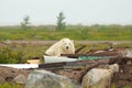 Polar Bear in the junkyard Royalty Free Stock Photo