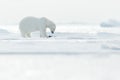 Polar bear with killed seal. White bear feeding on drift ice with snow, Svalbard, Norway. Bloody nature with big animals. Royalty Free Stock Photo