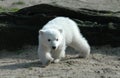 Polar bear Knut Royalty Free Stock Photo