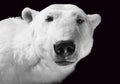 polar bear isolated on black background