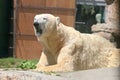 Polar Bear Royalty Free Stock Photo