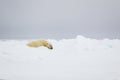 Polar bear lazing about on the Arctic ice