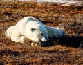 Polar bear lazing in the sun Royalty Free Stock Photo