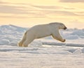 Polar Bear Leaping in the Snow