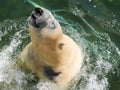 Polar bear leaping from the water