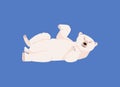 Polar bear lies on its back with raised paws, flat vector illustration isolated. Royalty Free Stock Photo