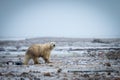 Polar bear lifts paw crossing snowy tundra Royalty Free Stock Photo