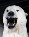 While polar bear Royalty Free Stock Photo