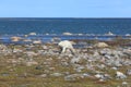 Polar Bear looking around while walking along an arctic coastline Royalty Free Stock Photo