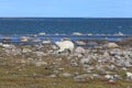 Polar Bear looking around while walking along an arctic coastline Royalty Free Stock Photo