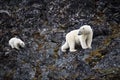 Polar bear looking after its young while traversing a rocky cliff in Svalbard, Norway Royalty Free Stock Photo