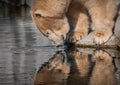 Polar bear looking at reflection in water