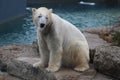 Polar bear that looks a bit sad conservation is essential for this species Royalty Free Stock Photo