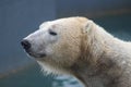 Polar bear that looks a bit sad conservation is essential for this species Royalty Free Stock Photo